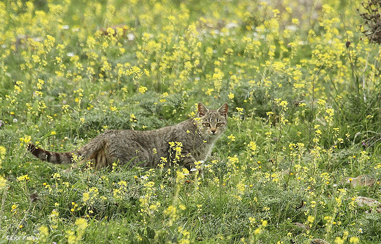   Wild Cat Felis silvestris tristrami      Bacha valley,Golan  06-04-11 Lior Kislev                    